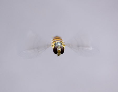 HoverflyHovering