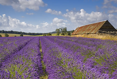 LavenderFieldsAndBarn