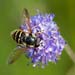 HoverflyOnBlueFlower