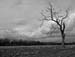 TreeInFieldBW